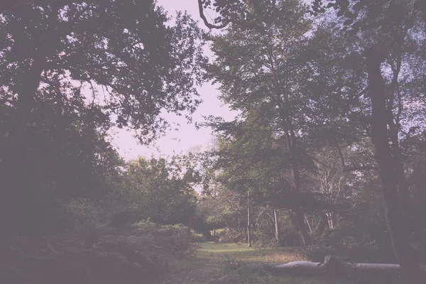 Woodland scene at the start of autumn Vintage Retro Filter.