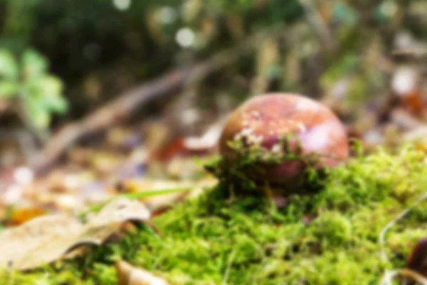 Toadstool on the woodland floor in autumn Out of focus. — Stock Photo, Image