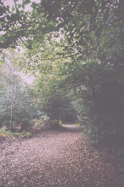 Woodland scen i början av hösten Vintage Retro Filter. — Stockfoto