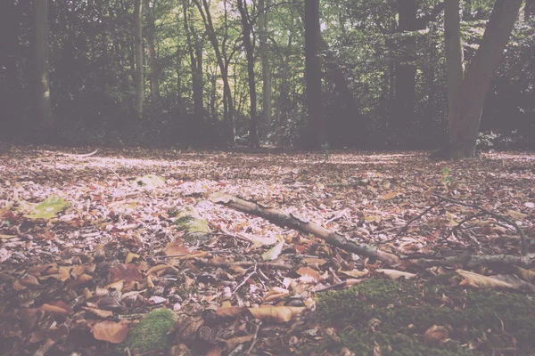 Woodland scène aan het begin van de herfst Vintage Retro Filter. — Stockfoto