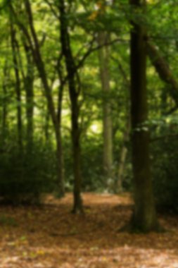 Woodland olay yerinde yak²n Sonbahar başlangıcı.