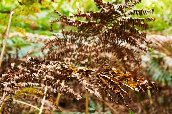 Scena boschiva all'inizio dell'autunno — Foto Stock