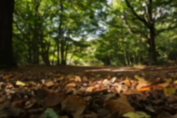 Woodland scene at the start of autumn Out of focus. — Stock Photo, Image
