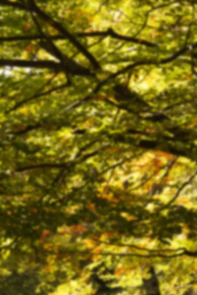 Woodland scene at the start of autumn Out of focus. — Stock Photo, Image