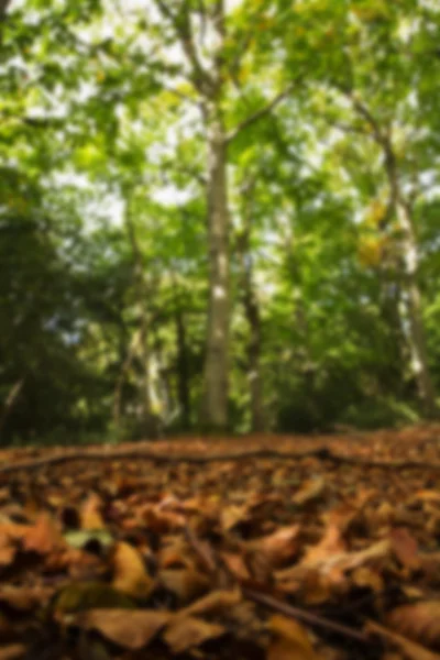 Bosque escena a principios de otoño Fuera de foco . — Foto de Stock