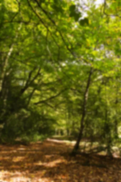 Bosque escena a principios de otoño Fuera de foco . — Foto de Stock