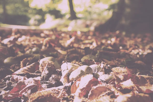 Sgabello sul pavimento del bosco in autunno Vintage Retro Filter . — Foto Stock