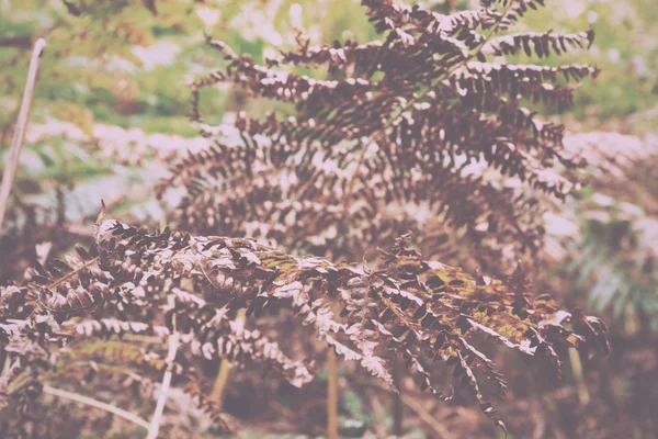 Woodland scène aan het begin van de herfst Vintage Retro Filter. — Stockfoto