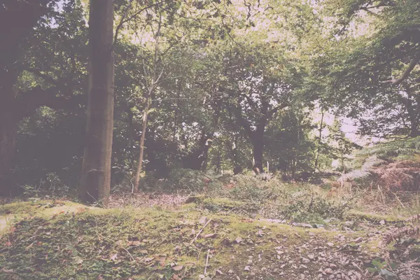 Woodland sceny na początku jesieni filtr Retro Vintage. — Zdjęcie stockowe