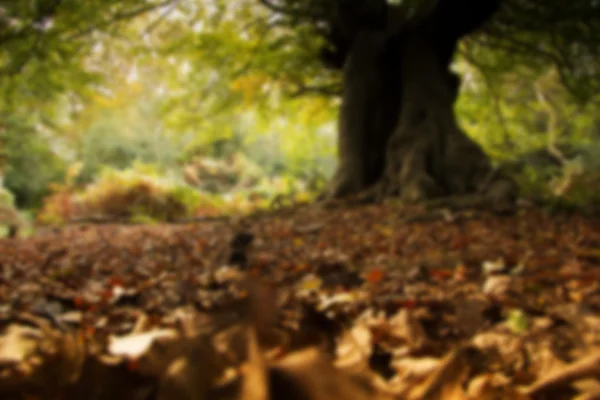 Bosque escena a principios de otoño Fuera de foco . — Foto de Stock