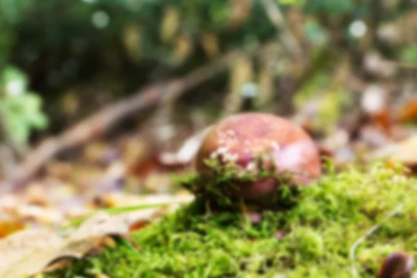 Sgabello di rospo sul pavimento del bosco in autunno Fuori fuoco . — Foto Stock