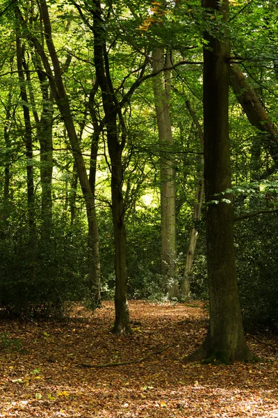 Scène de forêt au début de l'automne — Photo