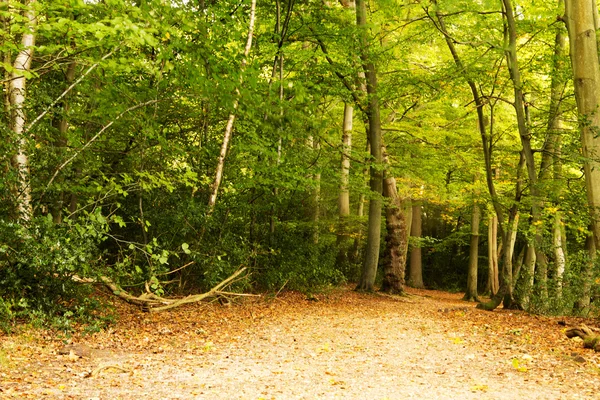 Woodland scene at the start of autumn — Stock Photo, Image
