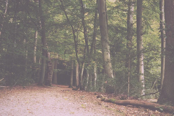 Woodland scène aan het begin van de herfst Vintage Retro Filter. — Stockfoto