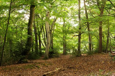 Woodland olay yerinde Sonbahar başlangıcı
