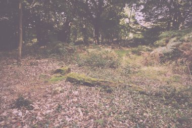 Woodland sahne Vintage Retro filtre sonbaharın başında.