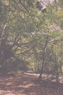 Woodland sahne Vintage Retro filtre sonbaharın başında.