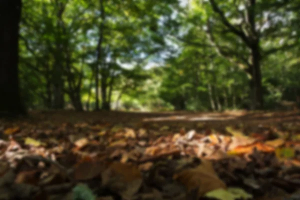 Bosque escena a principios de otoño Fuera de foco . — Foto de Stock