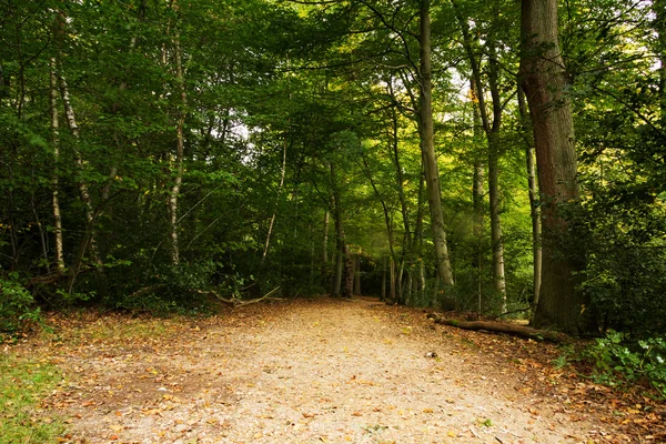 Scène de forêt au début de l'automne — Photo
