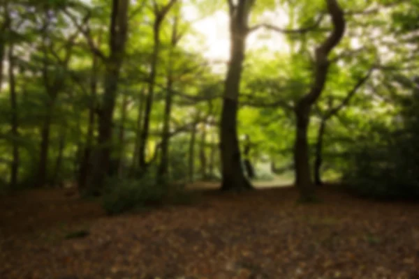 Waldszene zu Herbstbeginn aus dem Fokus geraten. — Stockfoto