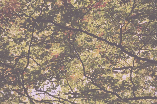 Waldszene zu Beginn des Herbstjahrgangs-Retro-Filters. — Stockfoto