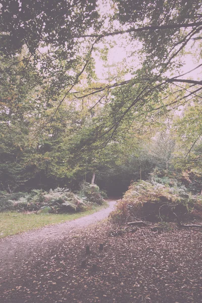 Lesní scéna na začátku podzimu Vintage Retro filtru. — Stock fotografie