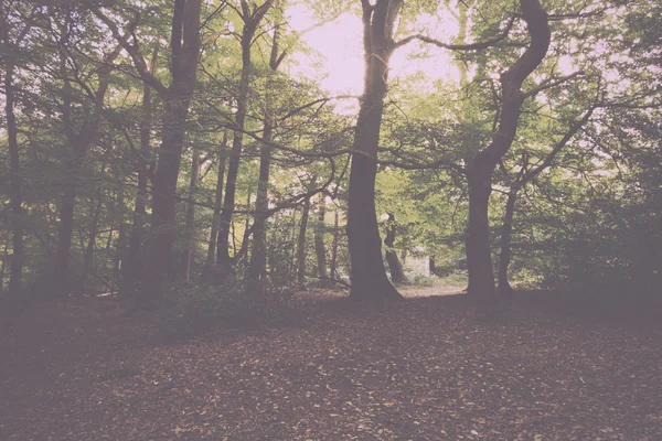 Woodland scene at the start of autumn Vintage Retro Filter. — Stock Photo, Image