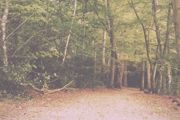 Woodland cena no início do outono Vintage Retro Filter . — Fotografia de Stock