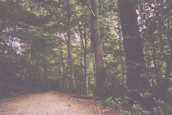 Woodland scen i början av hösten Vintage Retro Filter. — Stockfoto