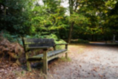 Woodland olay yerinde yak²n Sonbahar başlangıcı.