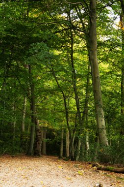 Woodland olay yerinde Sonbahar başlangıcı