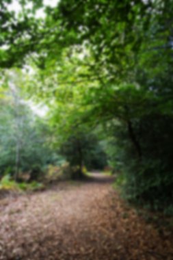 Woodland olay yerinde yak²n Sonbahar başlangıcı.