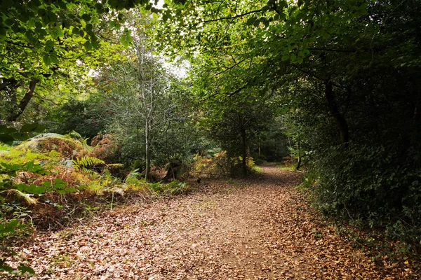 Woodland сцени на початку осені — стокове фото