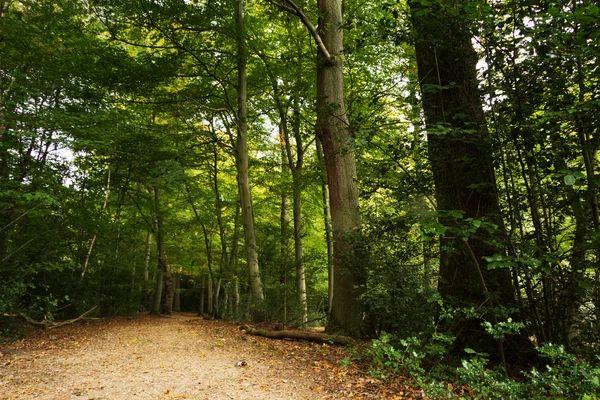 Bosque escena a principios de otoño — Foto de Stock