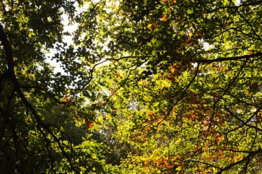 Woodland olay yerinde Sonbahar başlangıcı