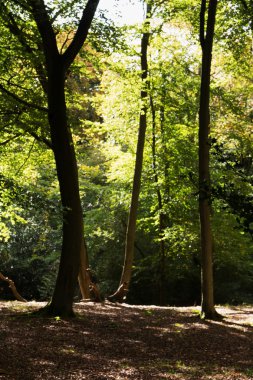 Woodland olay yerinde Sonbahar başlangıcı
