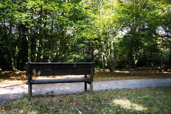 Woodland scene at the start of autumn — Stock Photo, Image