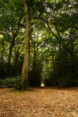 Woodland olay yerinde Sonbahar başlangıcı