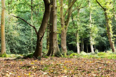 Woodland olay yerinde Sonbahar başlangıcı