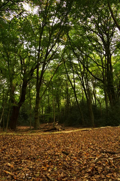 Woodland σκηνή κατά την έναρξη του φθινοπώρου — Φωτογραφία Αρχείου