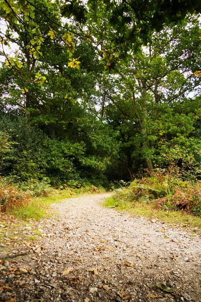 Woodland scene at the start of autumn — Stock Photo, Image