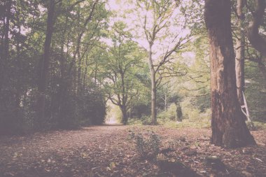 Woodland sahne Vintage Retro filtre sonbaharın başında.