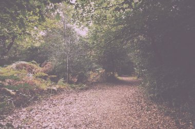 Woodland sahne Vintage Retro filtre sonbaharın başında.