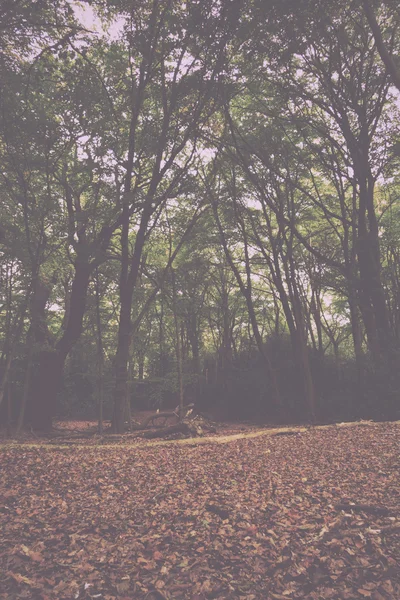 Woodland scen i början av hösten Vintage Retro Filter. — Stockfoto