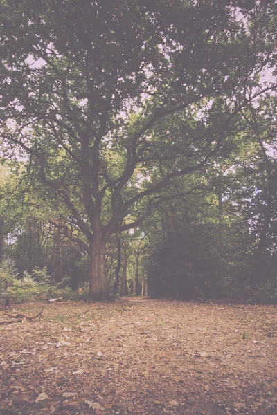 Woodland сцени на початку осені ретро фільтр старовинні. — стокове фото