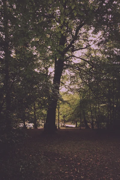 Lesní scéna na začátku podzimu Vintage Retro filtru. — Stock fotografie