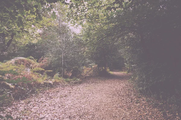 Woodland scen i början av hösten Vintage Retro Filter. — Stockfoto