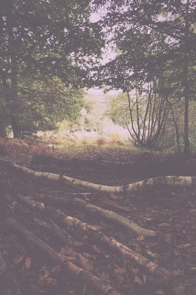 Woodland scène aan het begin van de herfst Vintage Retro Filter. — Stockfoto