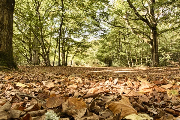 Woodland scene at the start of autumn HDR Filter. — Stock Photo, Image