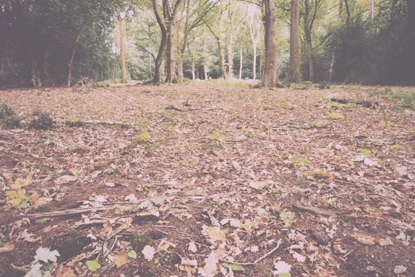 Woodland сцени на початку осені ретро фільтр старовинні. — стокове фото